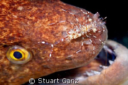 Is that a shrimp on your nose or are you just happy to se... by Stuart Ganz 